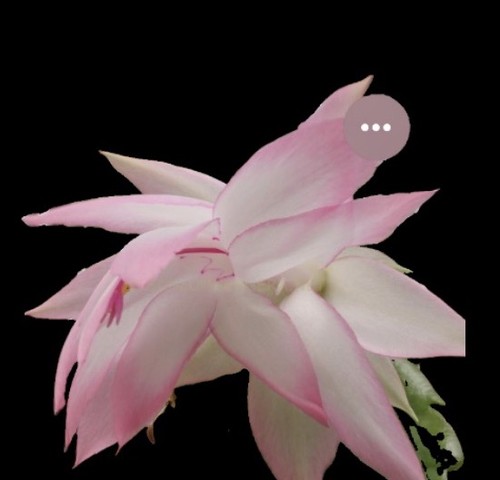 Schlumbergera pink parachute