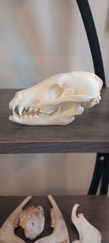Genuine tanuki raccoon skull - genuine,
