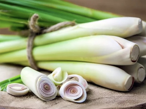 Lemongrass plug plants - plug, (no