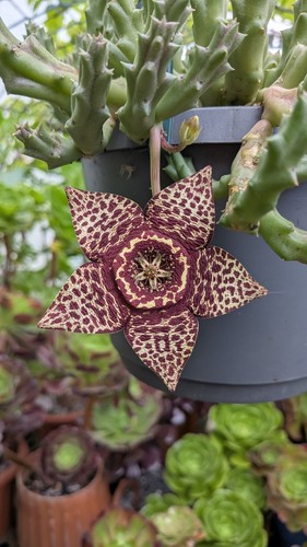 Orbea varigata cm pot - orbea,