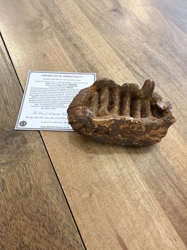Woolly mammoth tooth fossil - mammoth, uk