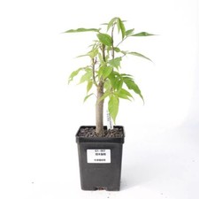 Rare Bursera copallifera