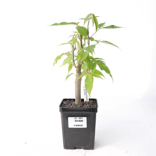 Rare bursera copallifera - rare,