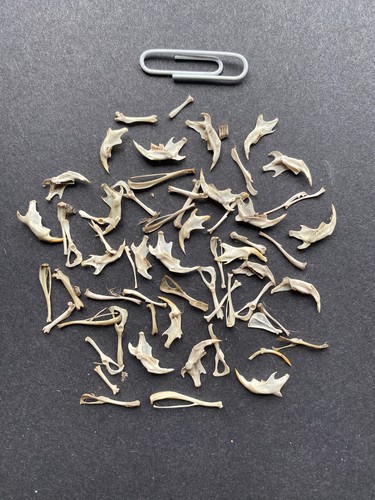 Barn owl pellet bones - owl,