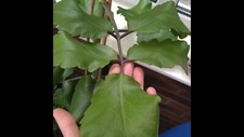 3 x Leaf of Life leafs