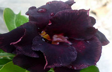 20 x Adenium Obesum, Triple New Black Swan Desert Rose, Succulent BULK Seeds