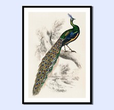 VINTAGE STYLE PEACOCK SKETCH