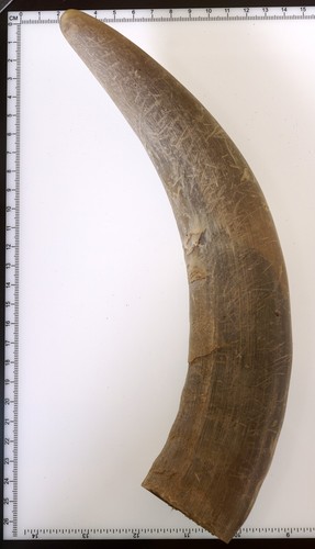 Beautiful goat horn - goat,
