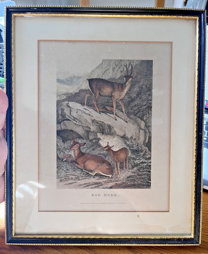 Roe deer 1823 rodwell - roe, 1823.