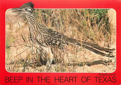 Postcard texas roadrunner beep - roadrunner,