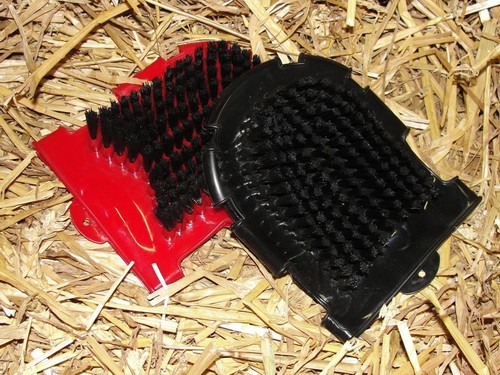 Horse pony grooming - pony,