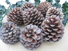 8x Large Pine Cones From Scots Pine Natural Christmas Decorations: 9-12 cm.  (C)