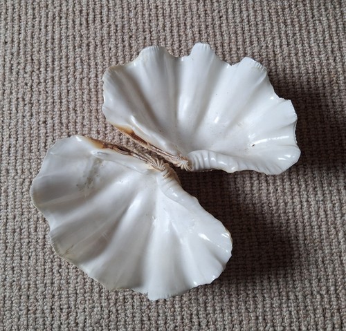 Large tridacna gigas clam - large,