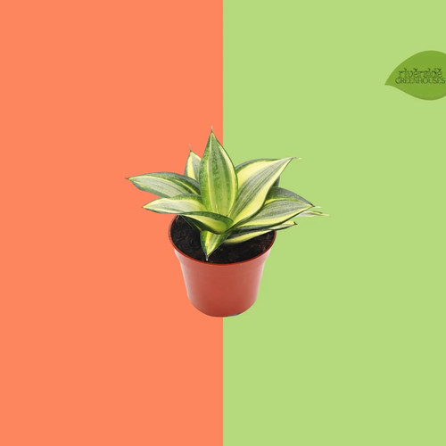 Sansevieria sol radiante in - sansevieria,