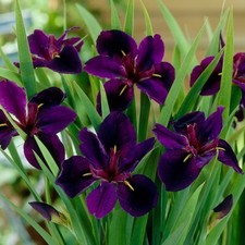 1 x Water Iris Black gamecock  Marginal Pond Plant or bog plant