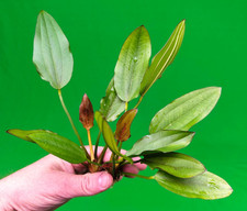 2 x Echinodorus Red Edge