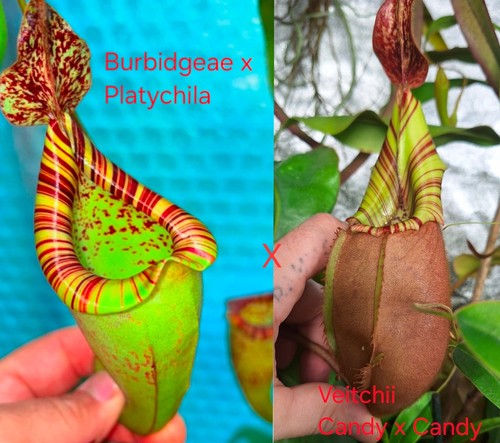 Genuine nepenthes seeds - genuine,
