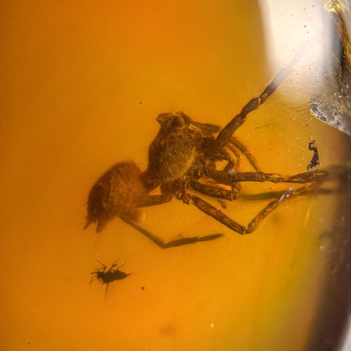 Spider burmese burmite - /,