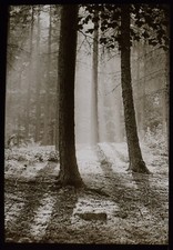 MORNING LIGHT       TREE STUDY C1910 PHOTO Magic Lantern Slide J J HARTLEY COLNE