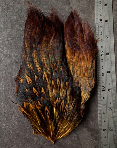 Golden olive cock pheasant - golden,