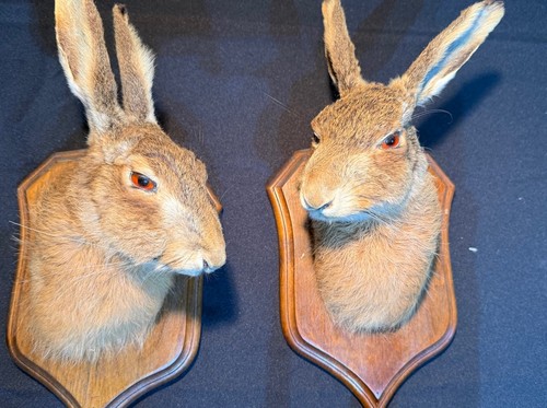 Pair taxidermy hare - taxidermy, heads
