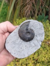 RARER PSEUDOLIOCERAS BOULBIENSE  AMMONITE WHITBY YORKSHIRE UK DINOSAUR FOSSILs