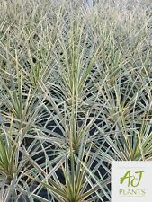 2x Cordyline Torbay Dazzler - Cabbage Palm Tree - 60-80cm - 3 Litre Pot - Plant