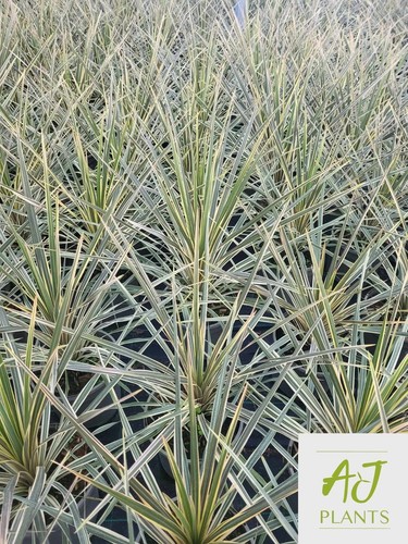 Cordyline torbay dazzler - dazzler,