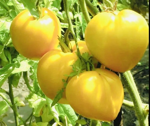 Tomato golden - 40,