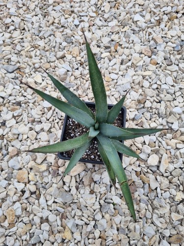 Hardy agave macroacantha - macroacantha, x1