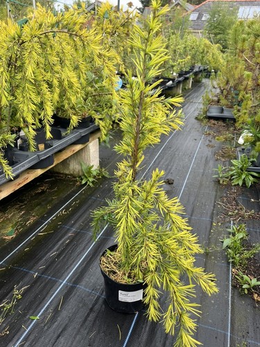 Deodar cedar aurea tree - cedar,
