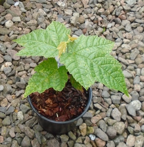 Acer rufinerve snake bark - acer,