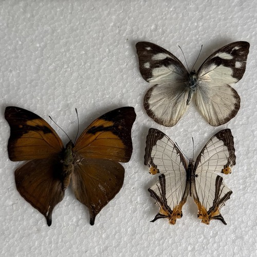 Entomology butterfly specimen - entomology,