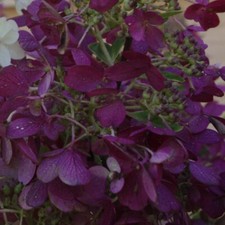 Hydrangea paniculata plant - hydrangea,