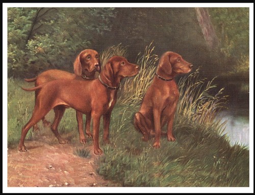 Hungarian vizsla dogs vintage - hungarian,