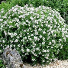 Daphne Plant Evergreen Eternal Fragrance Spring Flowering Shrub Garden 13cm Pot