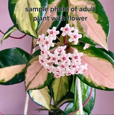 indoor house plant Hoya