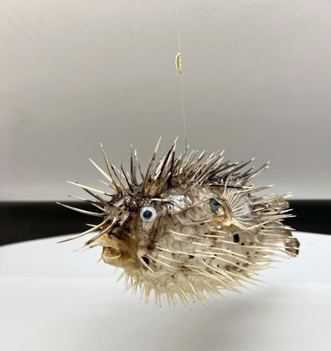 Real dried blowfish - real, (porcupine