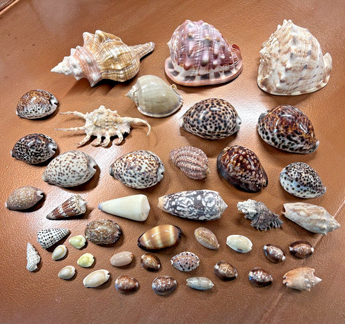 Large lot shells cowrie - lot, 42