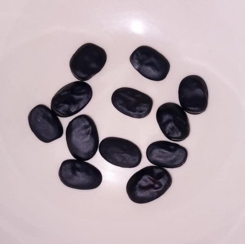 Russian black broad bean