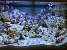 Fish Tank Rock Natural