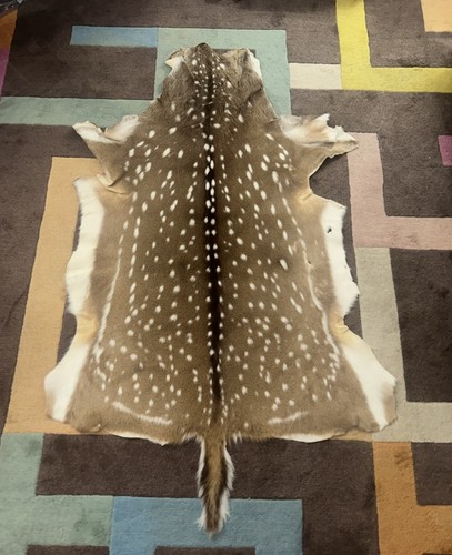 Beautiful axis deer hide - beautiful,