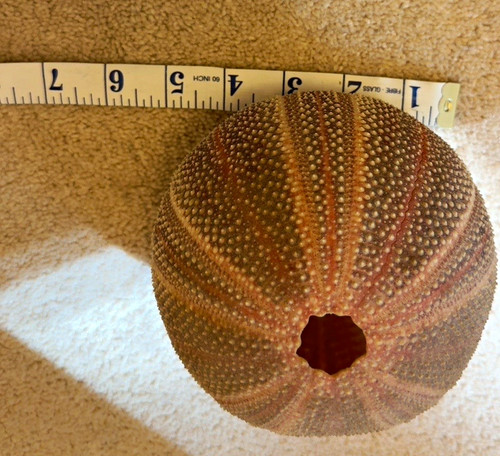 Large sea urchin - 6”, test