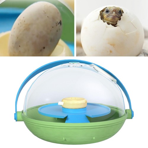 Turtle incubate tank tortoise - incubate,