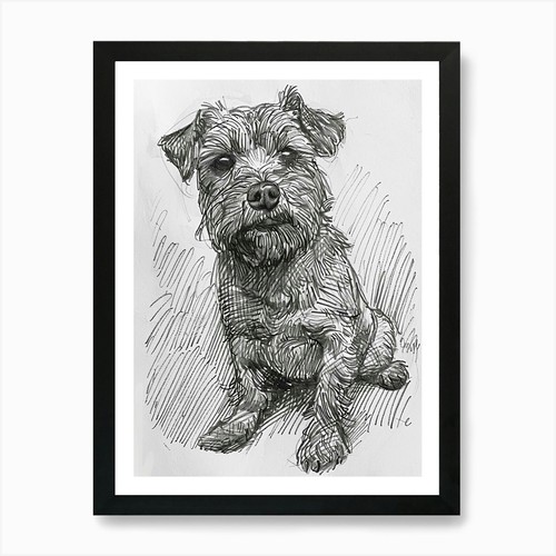 Norfolk terrier dog - norfolk,