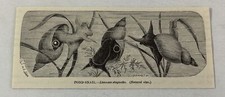 1885 book engraving ~ POND SNAIL Limnaea stagnalis