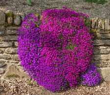 50 MIXED PURPLE AND RED AUBRIETIA SEEDS  ALPINE ROCK GARDEN PLANT PERENNIAL