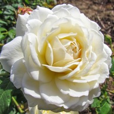 Rosa - Claire Austin Rambling