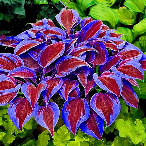 100 blue red hosta - hosta, plant