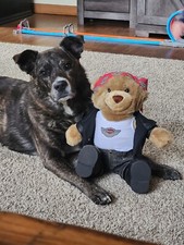 2003 harley davidson bear - harley,